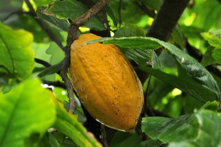 cocoa tree